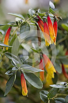 Closeup of Justicia floribunda plant