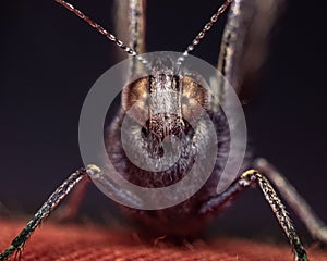 Closeup of a Jutta Arctic on a leaf