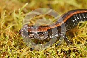 Closeup on a juveile of the endangered Del Norte Salamander , Plethodon elongatus, in North California