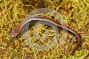 Closeup on a juveile of the endangered Del Norte Salamander , Plethodon elongatus, in North California