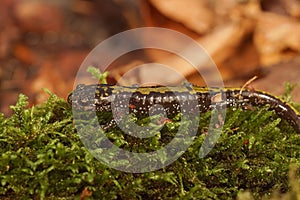 Closeup on a juveile North American Longtoed salamander, Ambystoma macrodactylum