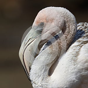 Closeup of a Juvenile American Flamingo - Floreana Island, Galapagos