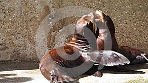 Closeup of a juvenile california sea lion couple playing and hugging together, social seal behavior, Eared seal specie from