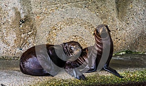 Closeup of a juvenile california sea lion couple together, social seal behavior, Eared seal specie from America