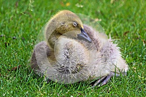 Closeup of a juvenile Canada Goose sleeping