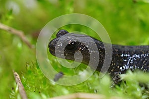 Closeup of a juvenile Ezo or Hokkaido salamander, Hynobius retar