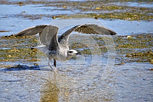 Closeup juvenile Great Black-backed Gull in flight