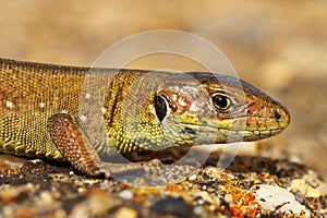 Closeup of juvenile green lizard