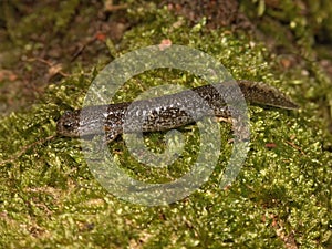 Closeup on a juvenile Japanese endemic clouded salamander, Hynobius nebulosus