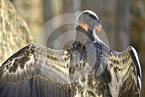 Juvenile King vulture outspread wings photo