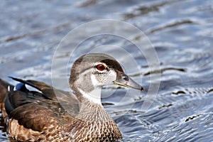 A closeup of juvenile male Woodduck on the lake.  summer plumage