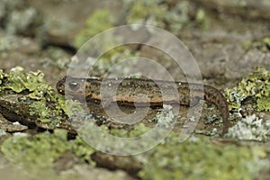 Closeup on a juvenile of the northern banded newt, Ommatotriton ophryticus, sitting on wood