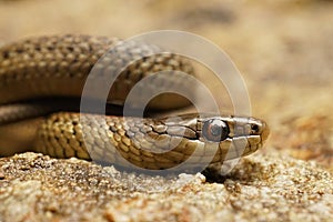 Closeup of a juvenile of the Northwestern Gartersnake , Thamnophis ordinoides in North California