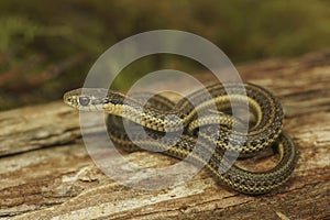 Closeup on a juvenile Northwestern Gartersnake, Thamnophis ordinoides, sitting on wood in Southern Oregon