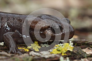 Closeup on a juvenile Northwesterne mole salamander, Ambystoma gracile, sitting on a peice fo wood