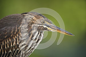 Closeup of a Juvenile Striated Heron