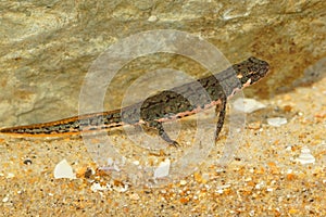 Closeup on a juvenile of the threatened Bosca newt, Lissotrito boscai from Portugal photo