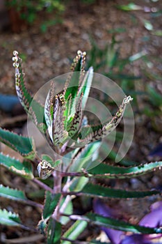 Closeup of Kalanhoe Alligator Plant Buds in Spring