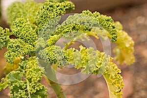 Closeup of kale plant Brassica oleracea var. sabellica L. growing in a garden in switzerland