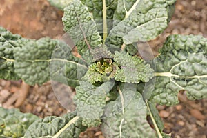 Closeup of kale plant brassica oleracea var sabellica nero di toscana growing in a garden in switzerland