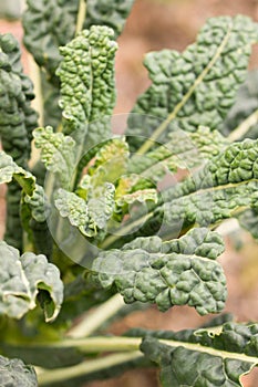 Closeup of kale plant brassica oleracea var sabellica nero di toscana growing in a garden in switzerland