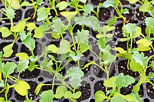 Closeup of a kale seedlings growing in starter trays