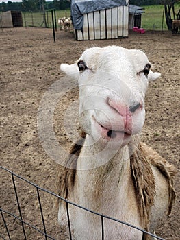 Closeup Katahdin ewe in pen