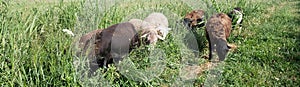 Closeup Katahdin sheep in tall grass