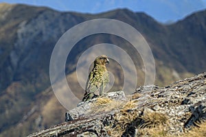 Closeup of a Kea bird perched on a rock in the Kepler Track Great Walk in New Zealand