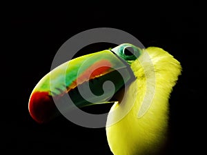 Closeup of a Keel-billed toucan bird on a  black background