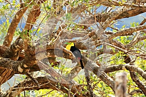 Closeup of a Keel-billed Toucan (Ramphastus sulfuratus) perched on a mossy branch in Costa Rica