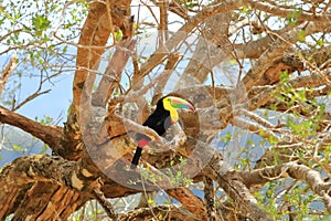 Closeup of a Keel-billed Toucan (Ramphastus sulfuratus) perched on a mossy branch in Costa Rica