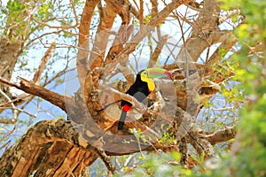 Closeup of a Keel-billed Toucan (Ramphastus sulfuratus) perched on a mossy branch in Costa Rica