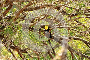 Closeup of a Keel-billed Toucan (Ramphastus sulfuratus) perched on a mossy branch in Costa Rica