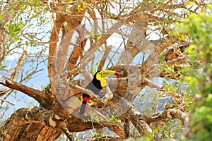 Closeup of a Keel-billed Toucan (Ramphastus sulfuratus) perched on a mossy branch in Costa Rica