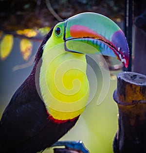 Closeup of keel-billed toucan of the tropics