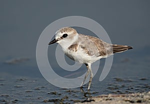 Closeup of  Kentish Plover at Asker Marsh, Bahrain photo