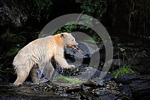 Closeup of a Kermode bear eating fish on the rocks in the Great Bear Rainforest, Canada