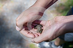 Closeup of kid or child hands holding small green or brown forest frog on sunny summer day. Care of environment concept.