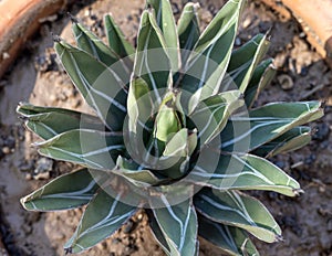 Closeup of a king of agaves plant