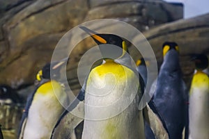 Closeup of a king penguin, colony of penguins in the background, aquatic flightless bird from antarctica