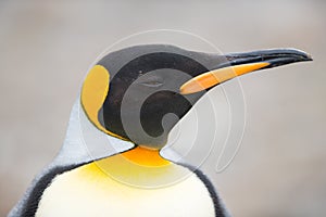 Closeup of King penguin, South Georgia, Antarctica