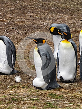 Closeup of King Penguins and egg at Volunteer Beach, Falklands, UK