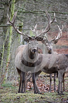 Closeup of kingly brown stags