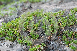 Kinnikinnick, Arctostaphylos uva-ursi plants growing in dry sandy environment photo