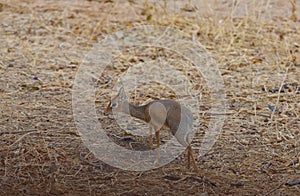 Closeup of Kirk`s Dik-dik