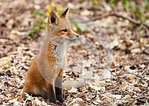 Closeup of a kit fox (Vulpes macrotis) in a forest against blurred background