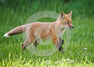 Closeup of a kit fox (Vulpes macrotis) running in a park