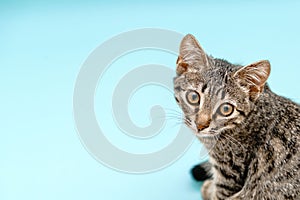 Closeup kitten tabby grey portrait. Big eyes and cute face. Pet cat portrait on blue background. Ophthalmologic