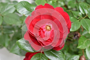 Closeup of Knockout Rose with selective focus.